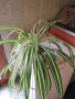 Хлорофитум /зелена лилия/, снимка 1