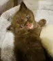  Британско късокосместо момче. шоколадово. British Shorthair Kitten, снимка 4