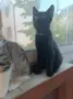 Подаряват се три спасени малки котенца, снимка 16
