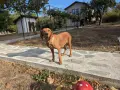 Подаряват се кучета, снимка 2