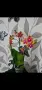 орхидея phalaenopsis buddha, снимка 2