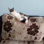 Подарявам мъжко котенце, снимка 5