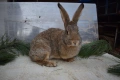 Зайци за разплод, снимка 12