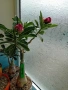Адениум - Obesum,Arabicum,Somalense,Socotranum и DHA, снимка 6