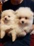 продавам малки мини померани , снимка 1