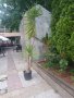 Продавам палма Юка / Yucca, 25 годишна, 3 м. височина, снимка 6