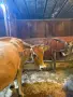 Юница Джерсей заплодена изкуствено с Джарсей за втори път , снимка 1