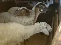 свободни овце за дамазлък, снимка 2