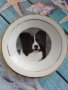 порцеланова декоративна колекционерска чинийка с куче от Англия, снимка 3