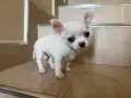 Чистокръвни чихуахуа, снимка 3