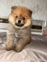 Померан мини померан, снимка 2