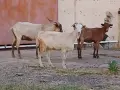 Предлагам две млади кози и един пръч. , снимка 1