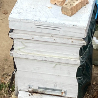 Продавам пчелни семейства, снимка 1 - За пчели - 44554491