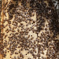 Продавам пчелни отводки , снимка 1 - За пчели - 40480645