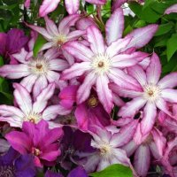 Clematis Tae (Клематис Тае), снимка 2 - Градински цветя и растения - 41430319