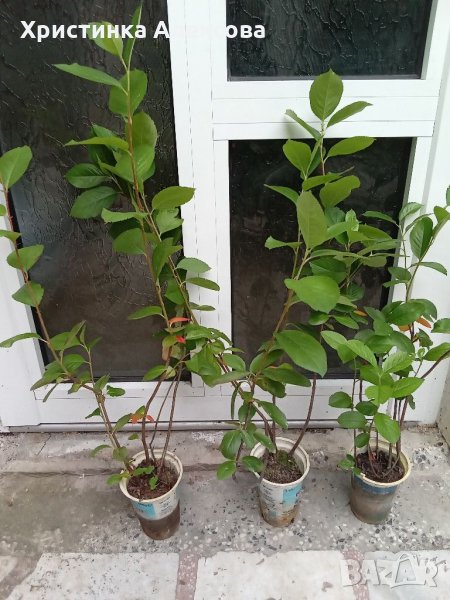 Фиданки арония, разсад, снимка 1