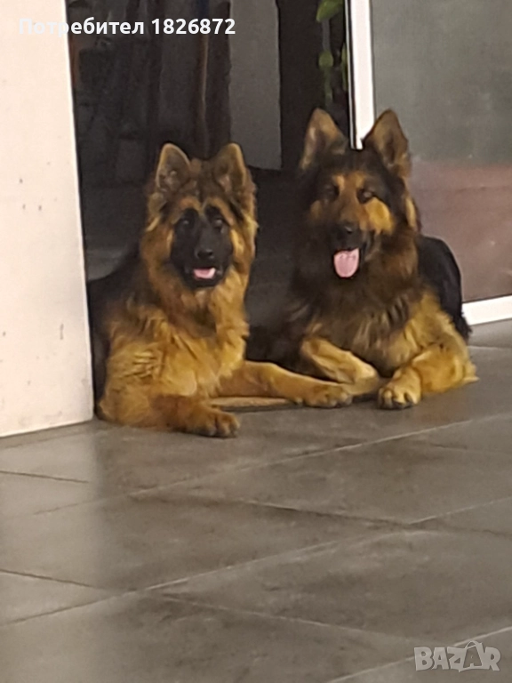 Продавам малки кученца - Немска овчарка, снимка 1