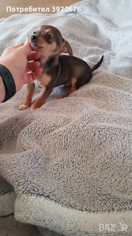 Пинчер - Чихуа, снимка 1