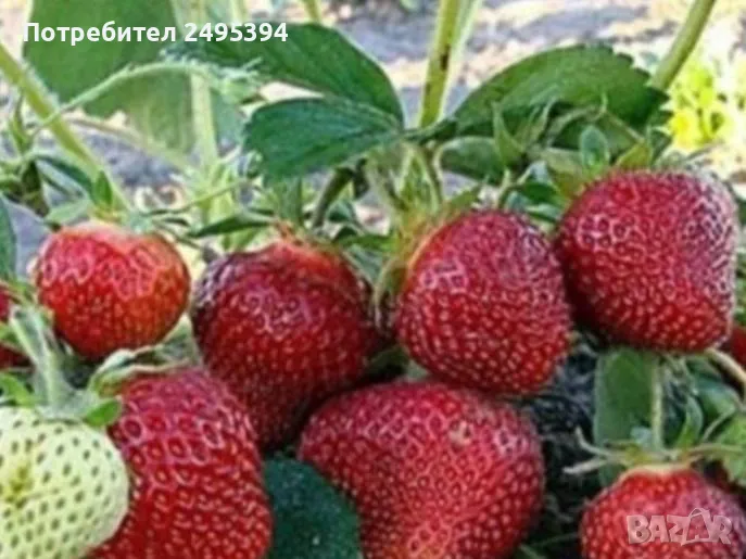 Prodavam korencheta celogodishni qgodi Nov sort Fragaria, снимка 1