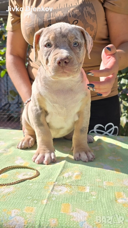 Американско були / American bully XL , снимка 1