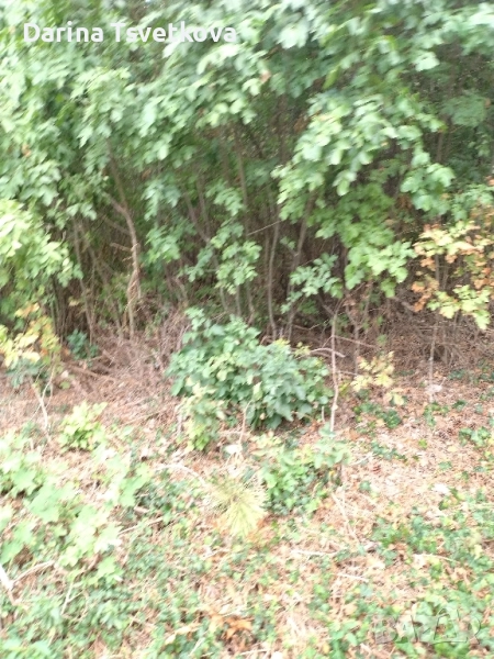 Къща с двор, снимка 1