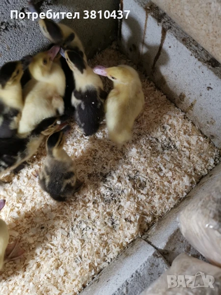 продавам леми патенца , снимка 1