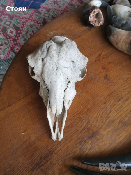 Череп на овен, снимка 1