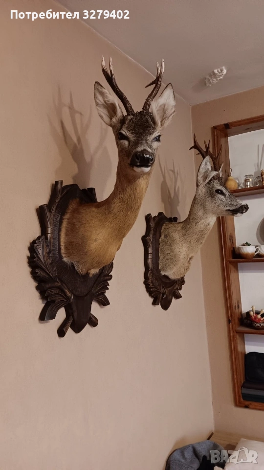 Препарирани Сръндаци 2 броя, снимка 1