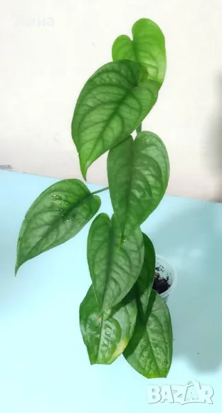 Монстера силтепекана(Monstera siltepecana) , снимка 1