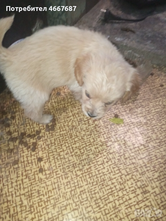 Продавам кокер шпаньол, снимка 1