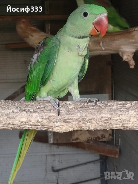 Продавам папагали Голям Александър , снимка 1