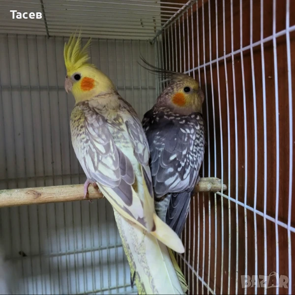 Корели, снимка 1