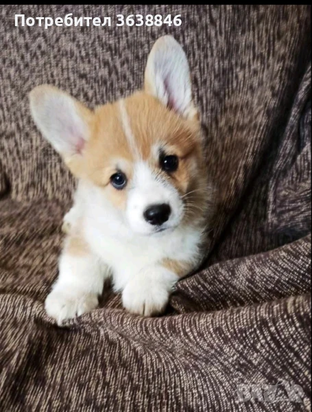 Уелско корги, снимка 1