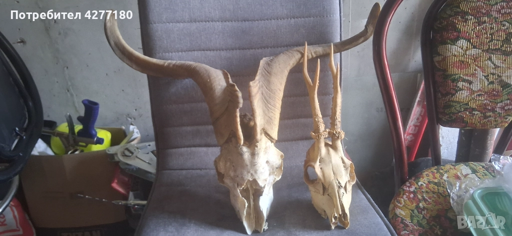 Муфон и сръндак, снимка 1