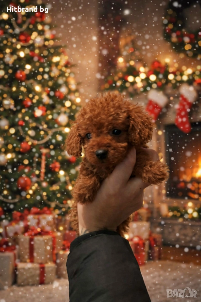 Мини пудел , снимка 1