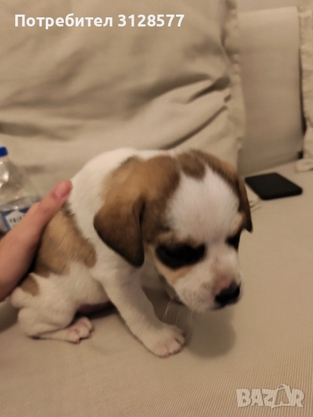 СПЕШНО! Подарявам куче, снимка 1