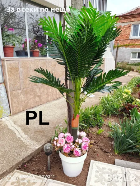 Финикова палма Код P360, снимка 1