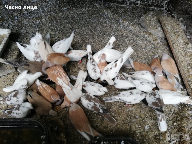 Смеещисе гугутки , снимка 1