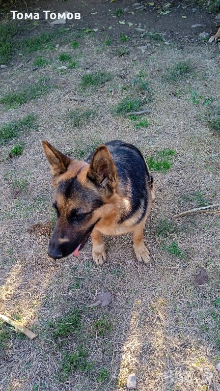 Продавам женска немска овчарка на 7 месеца., снимка 1