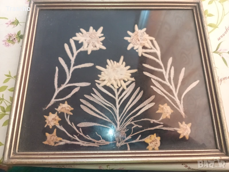 Еделвайс хербарии, снимка 1