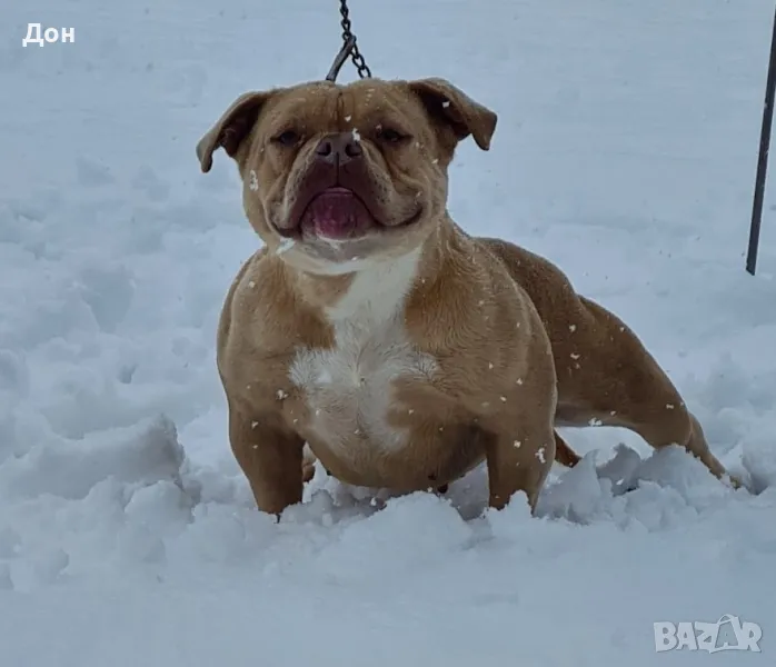 Американско Були покет , снимка 1