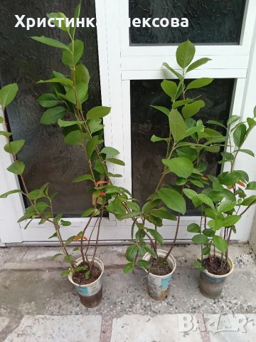 Фиданки арония, разсад