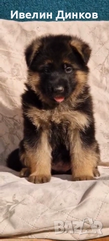 Немска овчарка с родословие от развъдник Бургас , снимка 2 - Немска овчарка - 52044330