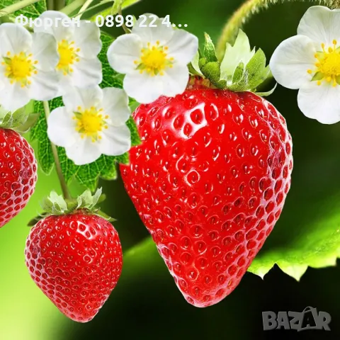   Ягода Малга , Морано и Клери Налични 3 сорта, снимка 9 - Разсади - 48005533