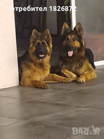 Продавам малки кученца - Немска овчарка