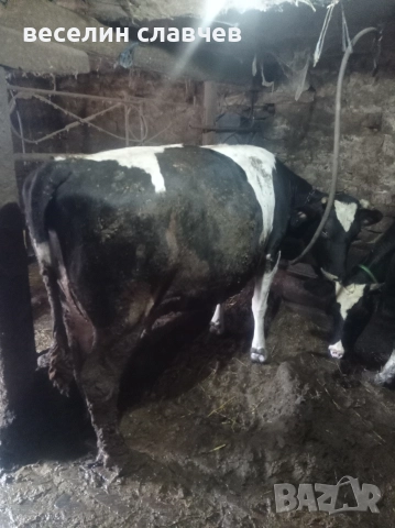 Млади крави, снимка 2 - Крави - 52720543