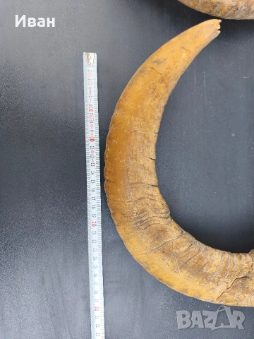рога от овен, снимка 8 - Антикварни и старинни предмети - 53619727
