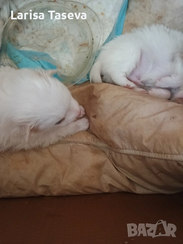 продавам малки померан, снимка 2 - Померан - 52825449