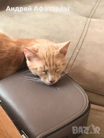 Кастрирани котки, снимка 5 - Други - 52523156