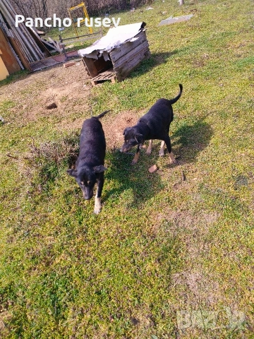 подарявам 2 женски кучета и един мъжки, снимка 2 - Джак ръсел териер - 53808115